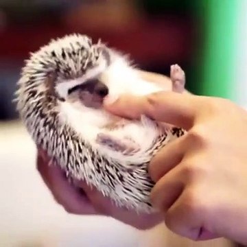 Quand un hérisson suce le pouce de son maître. Trop cute !