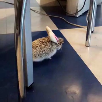 Cet hérisson déguisé en lapin est tellement adorable. Regardez !