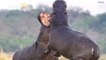 Stunning Images Show Two Male Hippos Battling For Dominance!