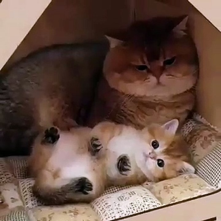 Ce chaton avec sa maman sont trop mignons. Admirez les !