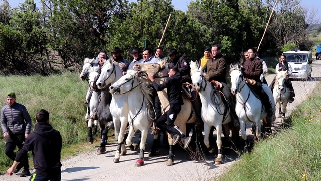 Sernhac : première abrivado au Valadas pour le comité des fêtes