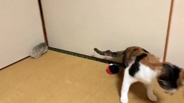 Regardez la réaction de ce chat qui voit un hérisson pour la première fois. Hilarant !