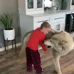 Cet enfant de 5 ans est très proche d'un effrayant chien-loup. Regardez !