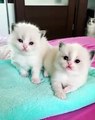 Ces deux sublimes chatons vont embellir votre journée. Admirez !