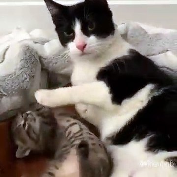 Cette chatte est très complice avec son petit. Trop chou!