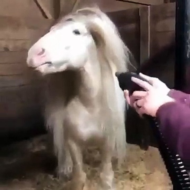 Cette jument a une chevelure extraordinaire. Admirez !