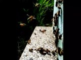 le va et vient en gros plan des abeilles à la ruche 