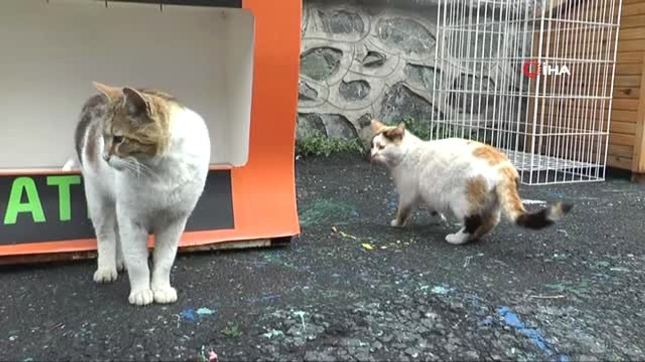 Beyoğlu Belediyesi'nden "Hayvan Hakları" Düzenlemesine Destek