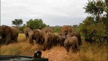 Playful baby elephant attempts to charge safari vehicle