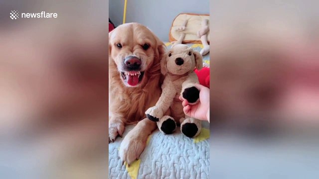 Jealous golden retriever pulls angry face at owner for stroking a toy dog