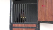 Bursa'da İcradan Satılık Yarış Atına Alıcı Çıkmadı