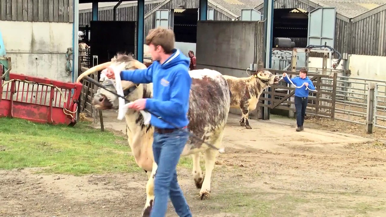 Great Yorkshire Show Director