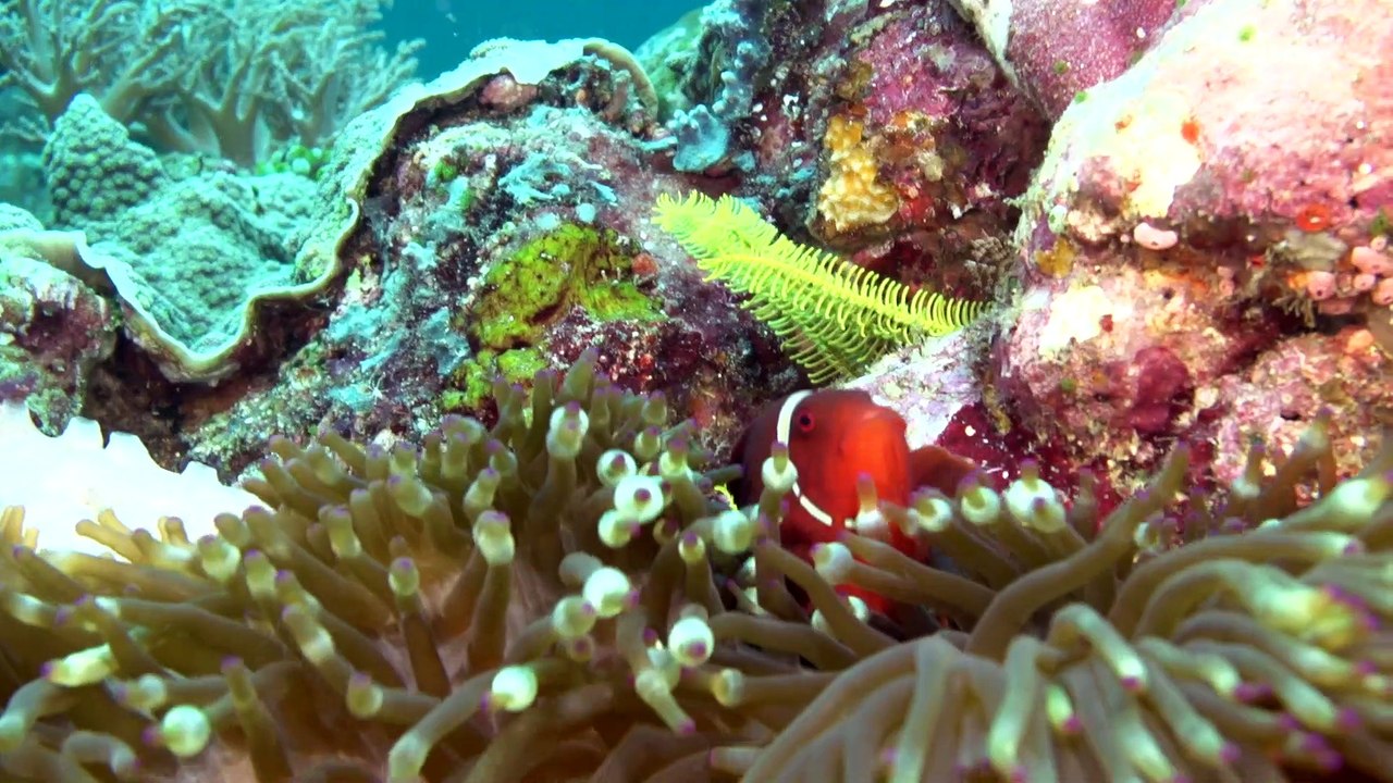 Sail Back in Time to Alor and the Forgotten Islands