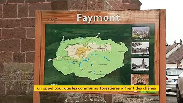 Reconstruction de la charpente de Notre-Dame, l'appel à la solidarité des communes forestières