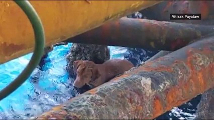 Dog rescued while swimming over 220km off Thailand