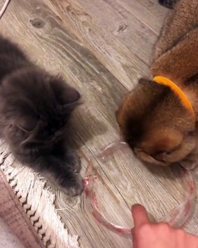 Ces mignons chatons adorent jouer avec du papier emballage. Regardez !