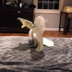 Lorsqu'un perroquet est en colère, voici ce que ça donne. Hallucinant !