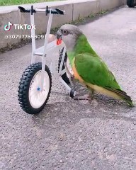 Ce perroquet intelligent sait conduire un vélo. Impressionnant !