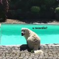 Ce chien essaye de faire un saut dans la piscine. Regardez ce qui arrive !