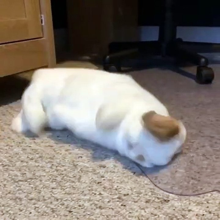 Ce lapin a une drôle de manière de demander à manger. Regardez !