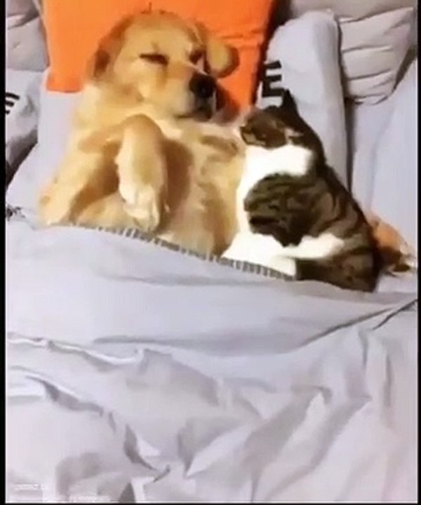 Quand un chat et un chien sont meilleurs amis, voici ce que ça donne. Trop cute !