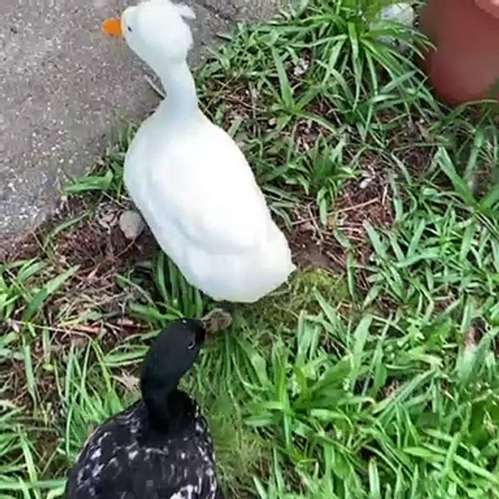 Admirez la beauté de ce splendide canard. Trop beau !