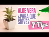 Aloe Vera ¿Para qué sirve? | 7 Beneficios y propiedades | 7 Trucos de belleza naturales | Catwalk