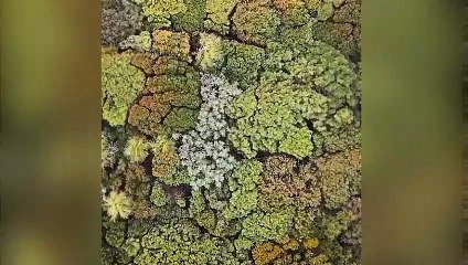 Vue aérienne d'une forêt agitée par le vent !