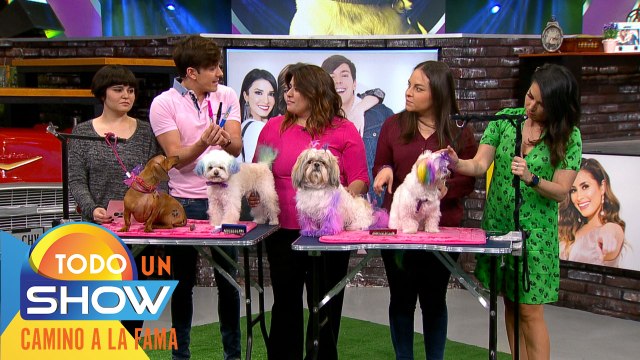 Amor perruno: ¡Ya puedes teñir el pelo de tus mascotas de forma segura y te decimos cómo hacerlo!