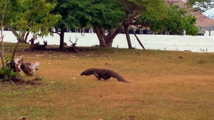 Quand un varan fait fuir une biche