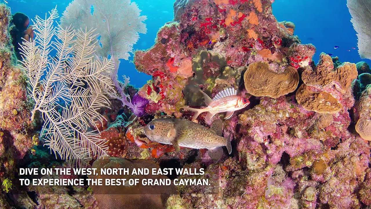 Dive with Red Sail Sports in Grand Cayman