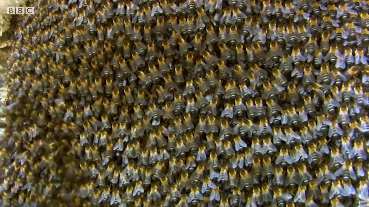 Massive Bee Colony Buzzing In Sync To Scare Off Predators