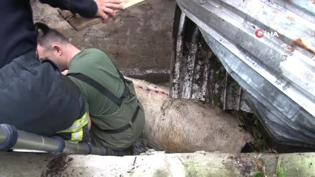2 Metre Derinlikteki Su Kuyusuna Düşen İneği İtfaiye Ekipleri Kurtardı