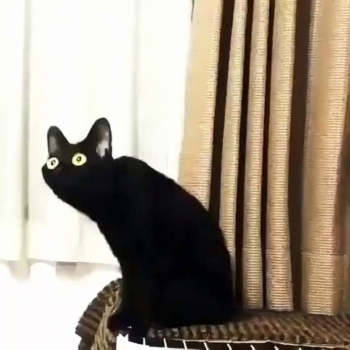 猫看起来有点奇怪不是吗？
