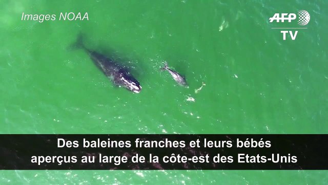 Des baleines franches et leurs bébés aperçus au large des Etats-Unis