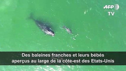 Des baleines franches et leurs bébés aperçus au large des Etats-Unis