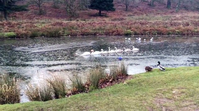 Cette famille de cygnes navigue en mode Brise glace dans la rivière