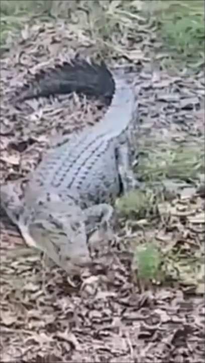 Ce chien n'avait peur de rien et surtout pas des crocodiles jusqu'au jour où... Adieu