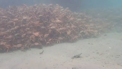 Vous n'avez jamais vu autant de crabes au même endroit