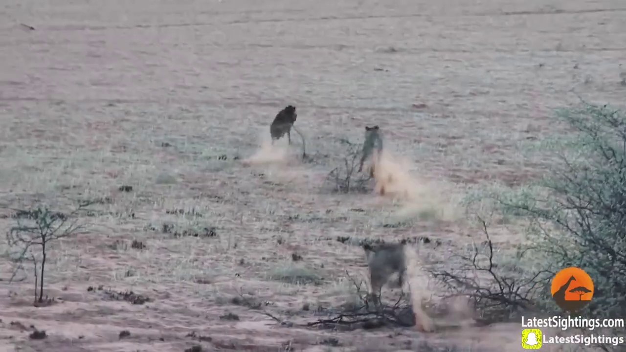 Cette hyène n'a pas vu les 2 lionnes et va le regretter