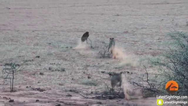 Cette hyène n'a pas vu les 2 lionnes et va le regretter