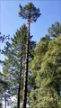 Cet élagueur va se faire une grosse  frayeur en coupant le sommet d'un arbre !