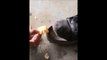 Une chaussure affamée mange des chips