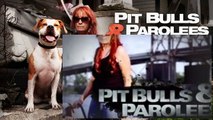 Pit Bulls And Parolees S04E11