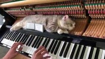 Sahibinin Piyano Çalışını Fırsat Bilip Kendine Masaj Yaptıran Kedi