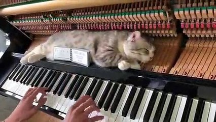 Sahibinin Piyano Çalışını Fırsat Bilip Kendine Masaj Yaptıran Kedi