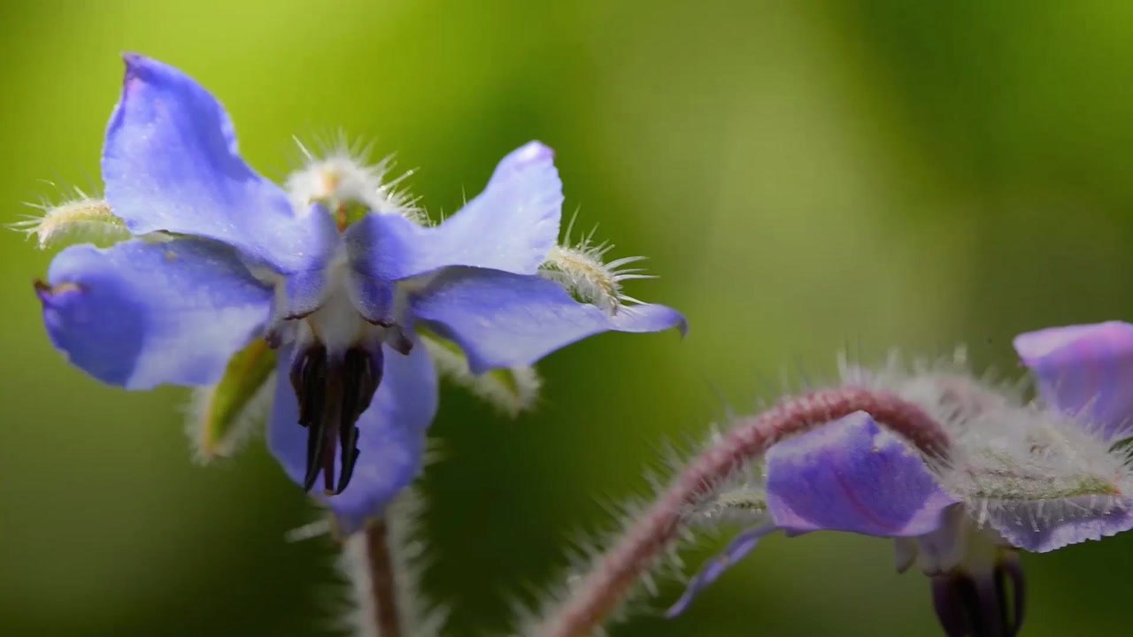 This Herb Tastes Like Oysters