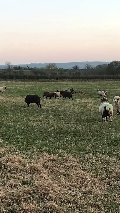 Bouncy Sheep at Play