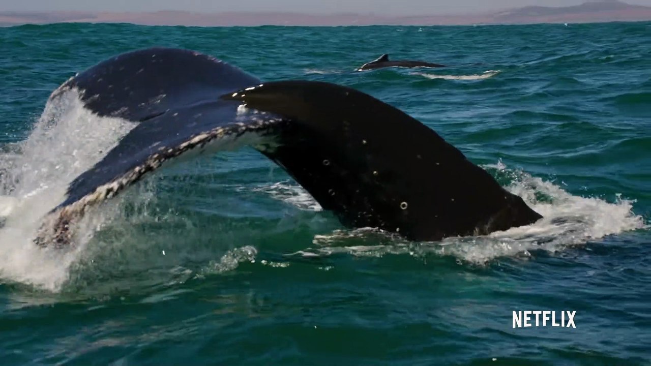 Our Planet Documentary Movie Clip Humpback Whales Video