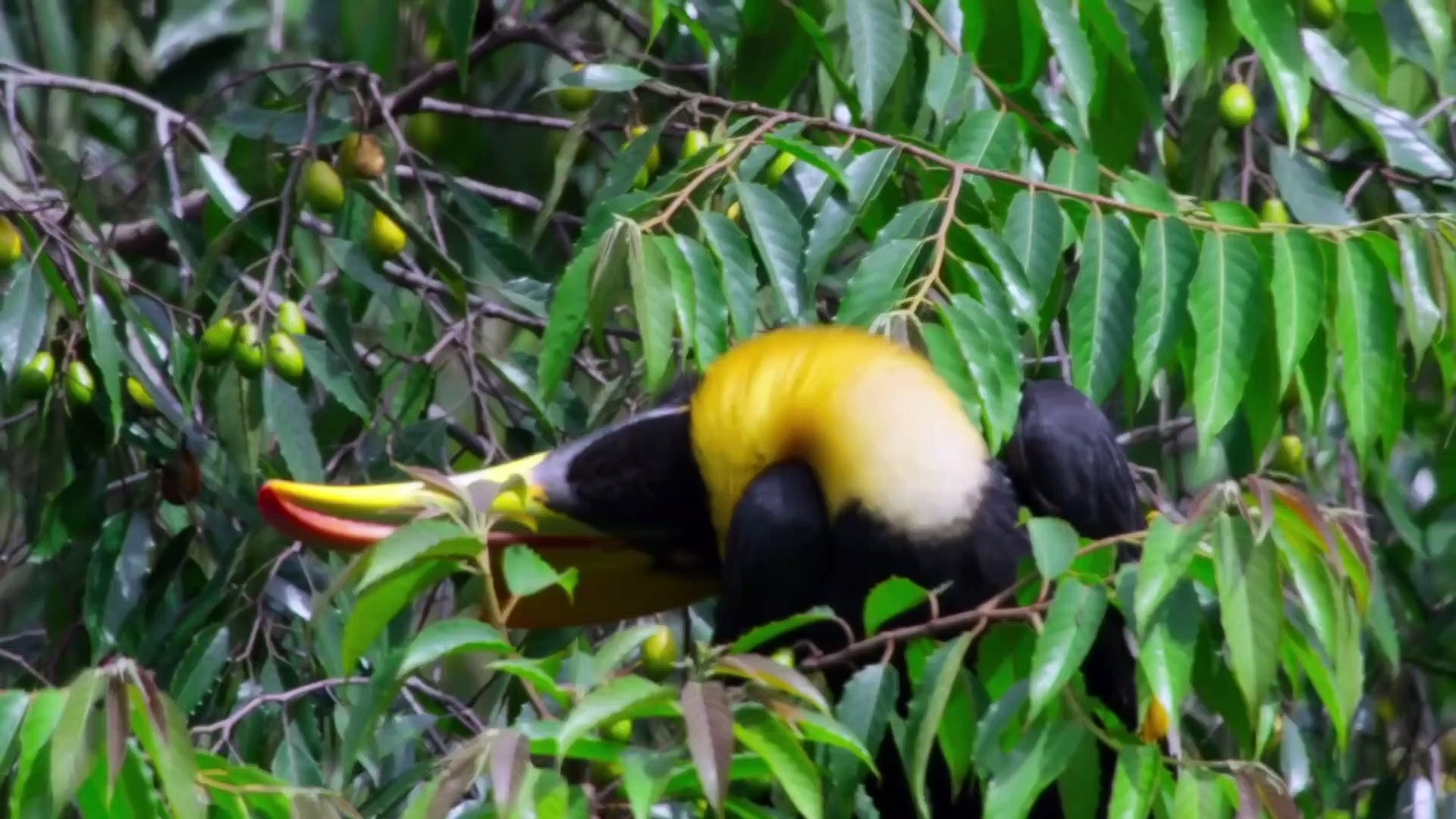 ⁣Our Planet Documentary movie - Weirdest Animal Behavior